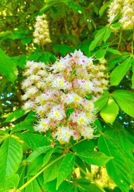 Beautiful chestnut flowers in bloom in spring