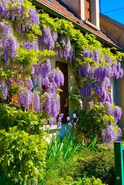 Avon kasabasında çiçek açan güzel salkımlar.