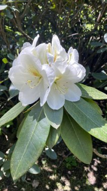 Beautiful rhododendron flowers in bloom