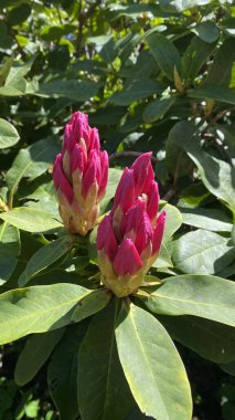 Çiçek açmış güzel rhododendron çiçekleri