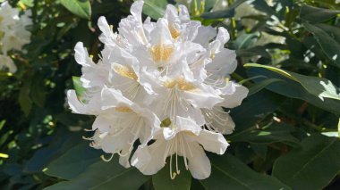 Çiçek açmış güzel rhododendron çiçekleri