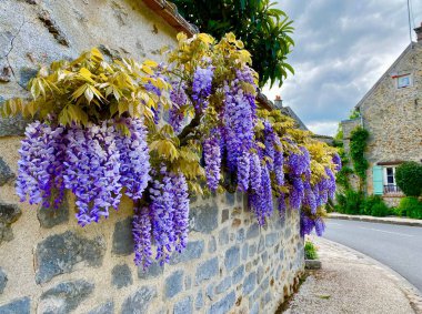 Fleury en Biere köyünde çiçek açan güzel salkımlar.