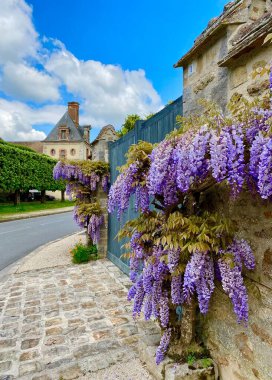 Fleury en Biere köyünde çiçek açan güzel salkımlar.