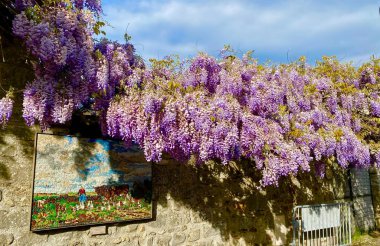 İlkbaharda açan güzel salkımlar.