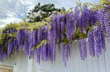 İlkbaharda açan güzel salkımlar.