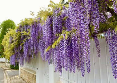İlkbaharda açan güzel salkımlar.