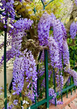 İlkbaharda açan güzel salkımlar.