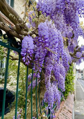 İlkbaharda açan güzel salkımlar.