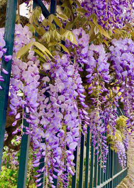 İlkbaharda açan güzel salkımlar.