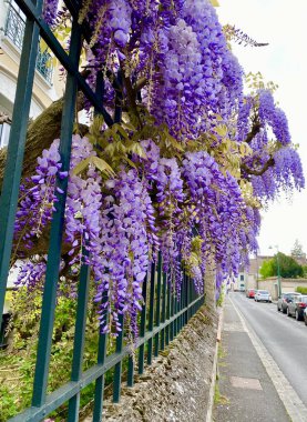İlkbaharda açan güzel salkımlar.