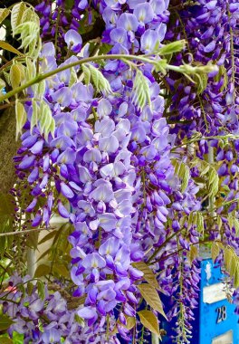 İlkbaharda açan güzel salkımlar.