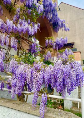 İlkbaharda açan güzel salkımlar.