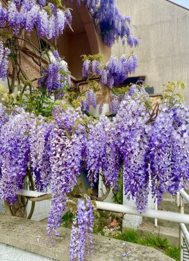 İlkbaharda açan güzel salkımlar.