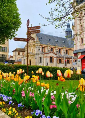 Fransa 'nın Fontainebleau şehrinde güzel laleler çiçek açıyor.