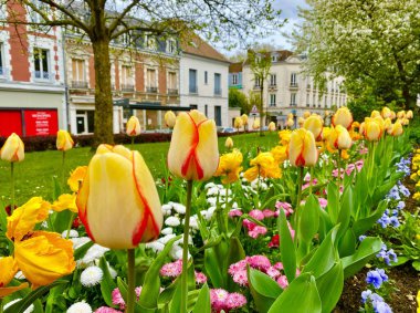 Fransa 'nın Fontainebleau şehrinde güzel laleler çiçek açıyor.