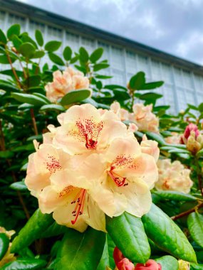 Fontainebleau kalesinin bahçesinde çiçek açan güzel rhododendron çiçekleri