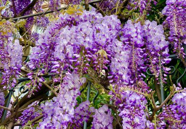 İlkbaharda açan güzel salkımlar.