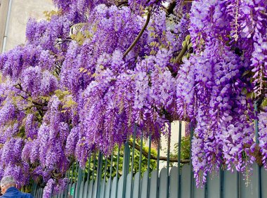 İlkbaharda açan güzel salkımlar.
