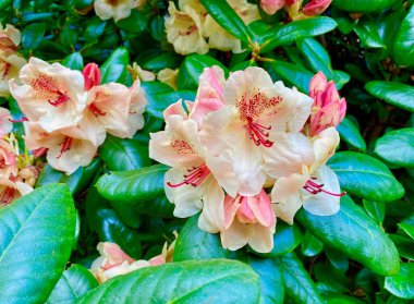 Fontainebleau kalesinin bahçesinde çiçek açan güzel rhododendron çiçekleri