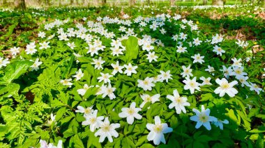 Parkta bahar çiçekleri açar.