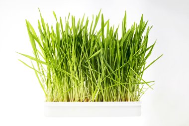 Güzel buğday çimen