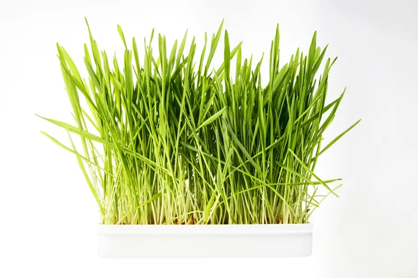 Güzel buğday çimen