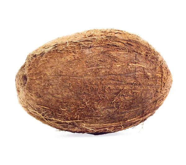 Cocco isolato — Foto Stock