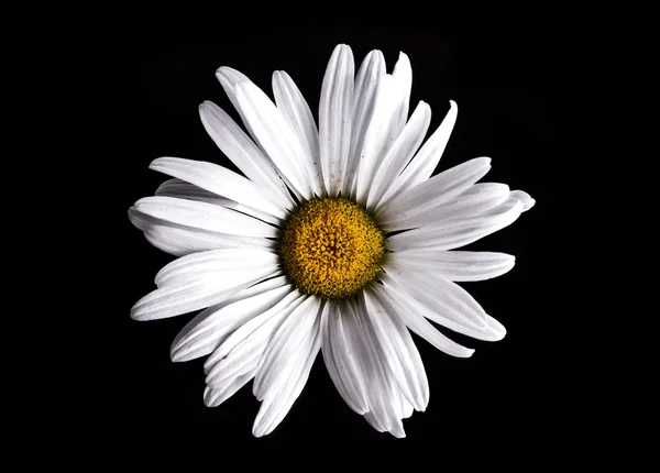 Close-up van een witte madeliefje bloem Stockfoto