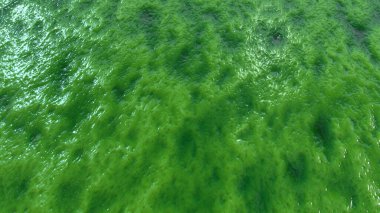 Soyut organik ıslak balçık, biyolojik madde geçmişi. Çamurlu bir perde gibi görünen et.