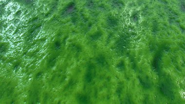 Soyut organik ıslak balçık, biyolojik madde geçmişi. Çamurlu bir perde gibi görünen et.