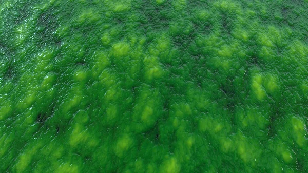 Abstract Organic Wet Slime Biological Matter Background Seething Flesh Slush — Stock Photo, Image
