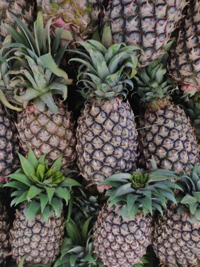Ananas yenilebilir meyvesi olan tropikal bir bitkidir ve Bromeliaceae ailesinin ekonomik açıdan en önemli bitkisidir..