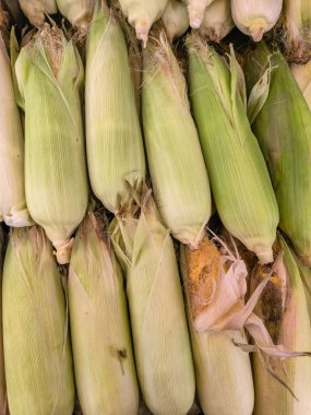 Açık yeşil kabuklu bir yığın taze mısır koçanı yakın çekim, tepeden çekim.