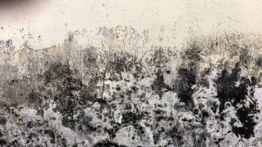 Koyu siyah küf, yeşil yosun ve soyulmuş boya ile kaplanmış, kumlu, yıpranmış bir dokuya sahip bozulmuş bir krem duvarın görüntüsü..