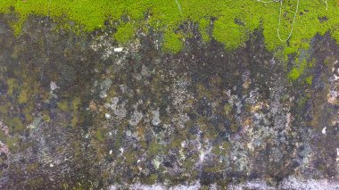 Canlı yeşil yosunlar, koyu yosun yamaları ve gri liken içeren yıpranmış bir taş yüzeyin detaylı yakın çekimi doğal bir soyut arkaplan dokusu yaratır..