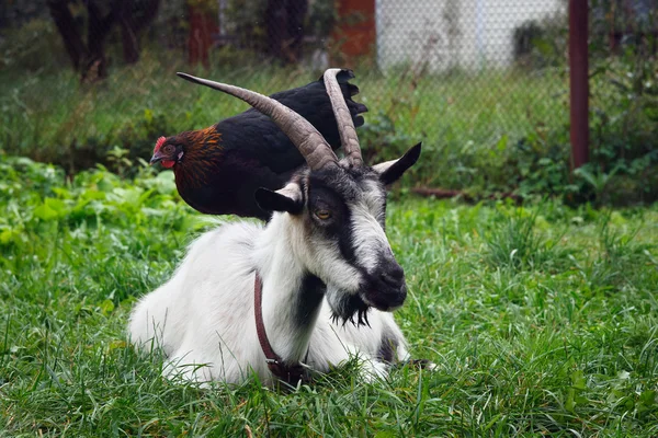 Chicken on the back of a goat — Stock Photo, Image