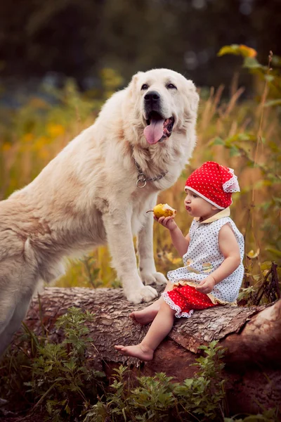 Κοριτσάκι και σκύλου — Φωτογραφία Αρχείου