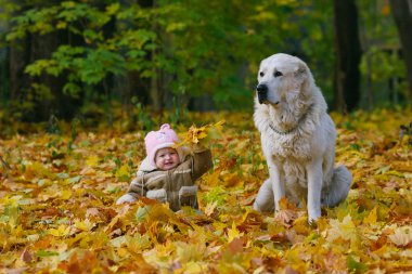 Çocuk ve köpek sonbahar yaprakları