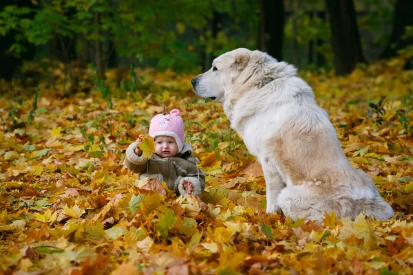 Niño y perro en el follaje de otoño —  Fotos de Stock