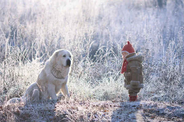 Lapsi seisoo suuren koiran vieressä — kuvapankkivalokuva