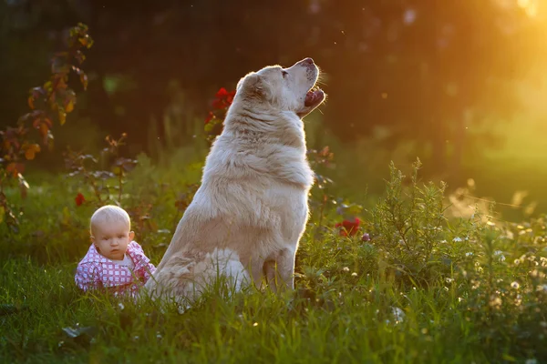 Маленька дитина і великий собака — стокове фото