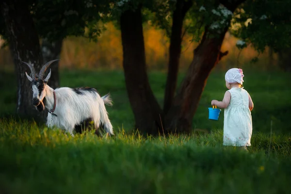 Kız ve keçi — Stok fotoğraf