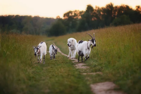 Dog herding goats — Stok fotoğraf