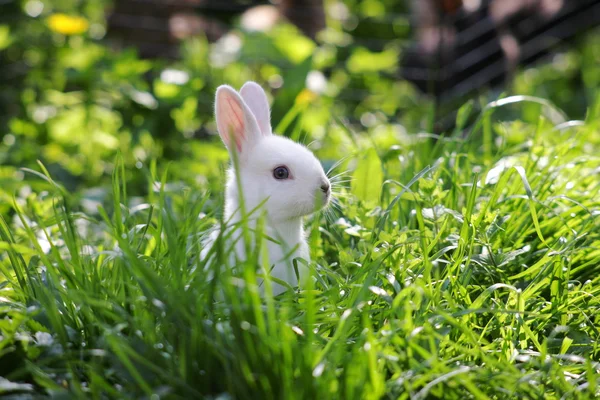 Králík v trávě — Stock fotografie