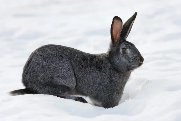 Rabbit in the snow — Stock Photo, Image