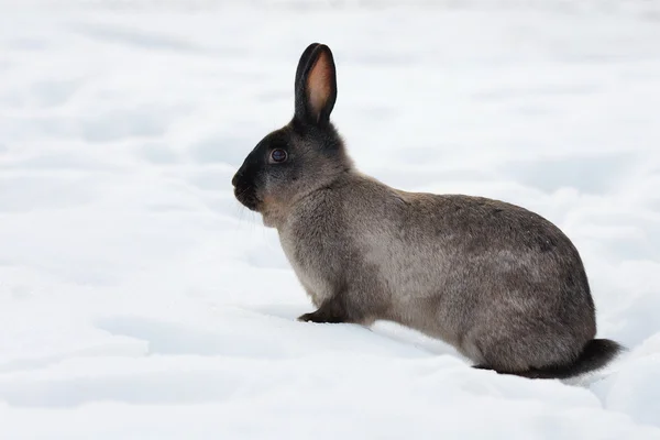 Rabbit in the snow — Stock Photo, Image