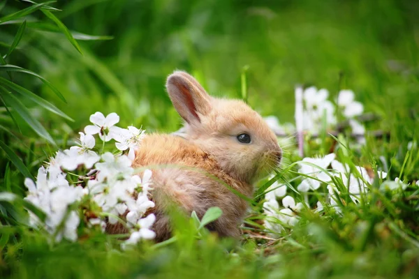 Кролик в траве Стоковое Изображение
