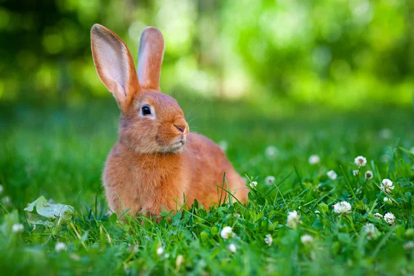 Rabbit in the grass Royalty Free Stock Images