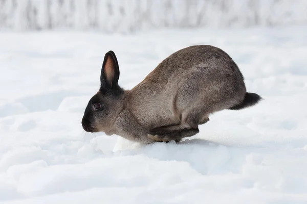 Kanin i snön Stockbild