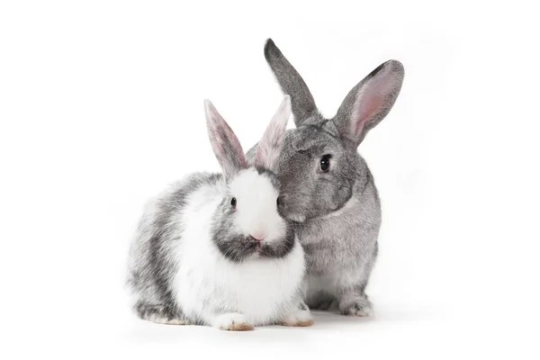 Dva králíky na bílém pozadí — Stock fotografie